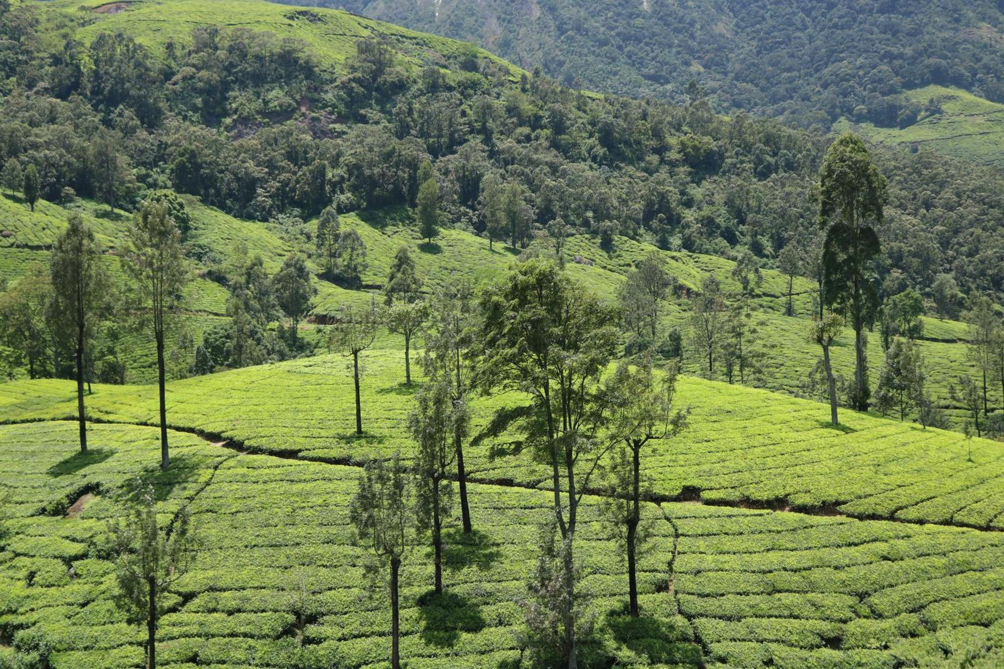 Asprin Homestay Munnar Exterior photo