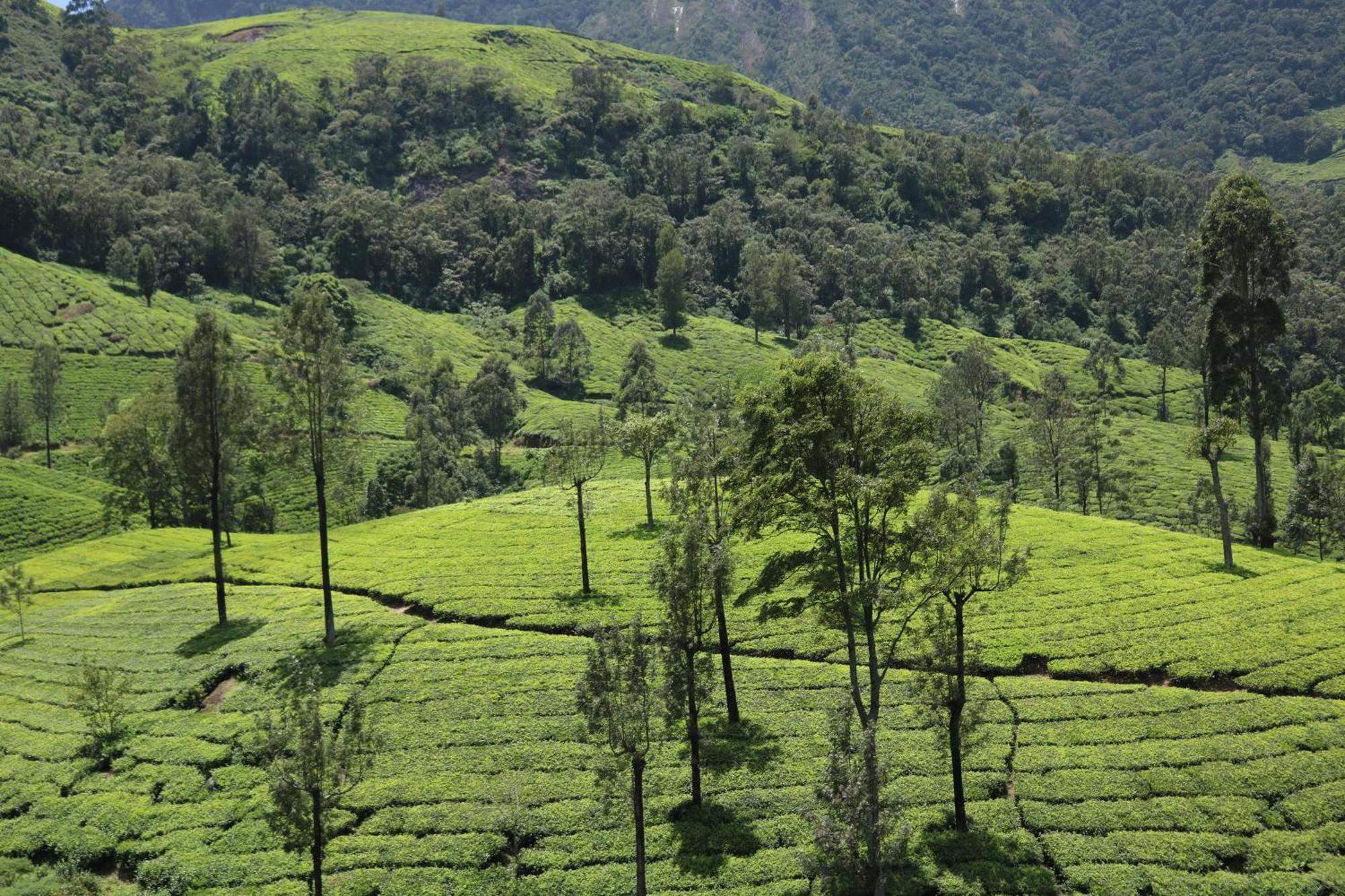 Asprin Homestay Munnar Exterior photo